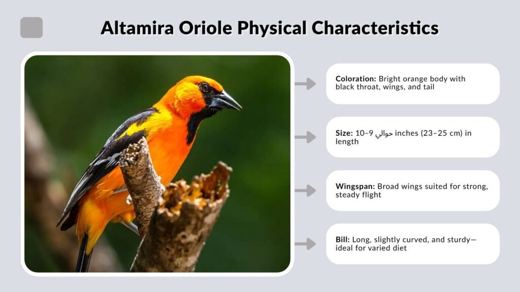 Altamira Oriole Physical Characteristics