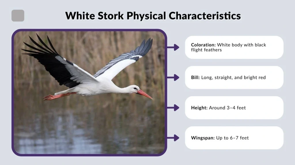 White Stork Physical Characteristics