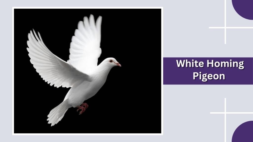  White Homing Pigeon