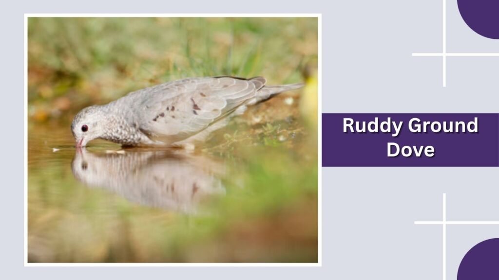 Ruddy Ground Dove