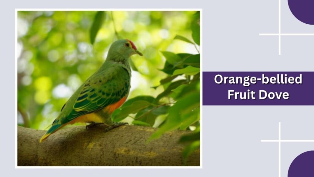  Orange-bellied Fruit Dove
