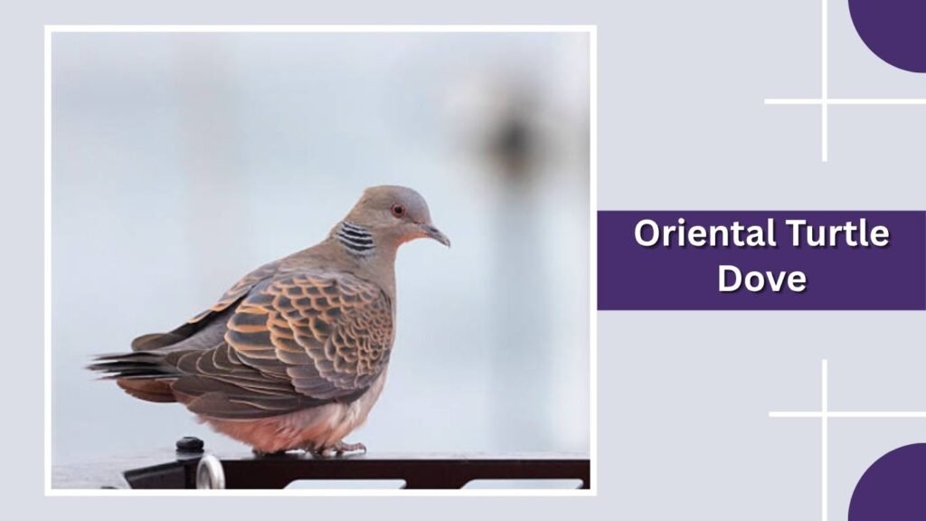Oriental Turtle Dove