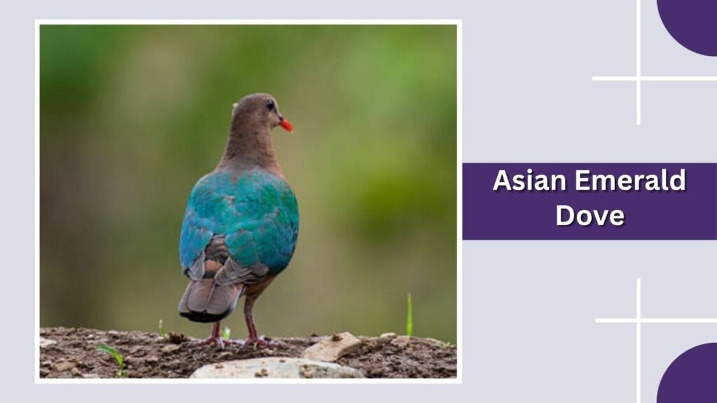 Asian Emerald Dove
