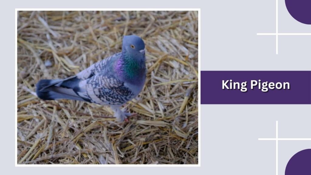  King Pigeon