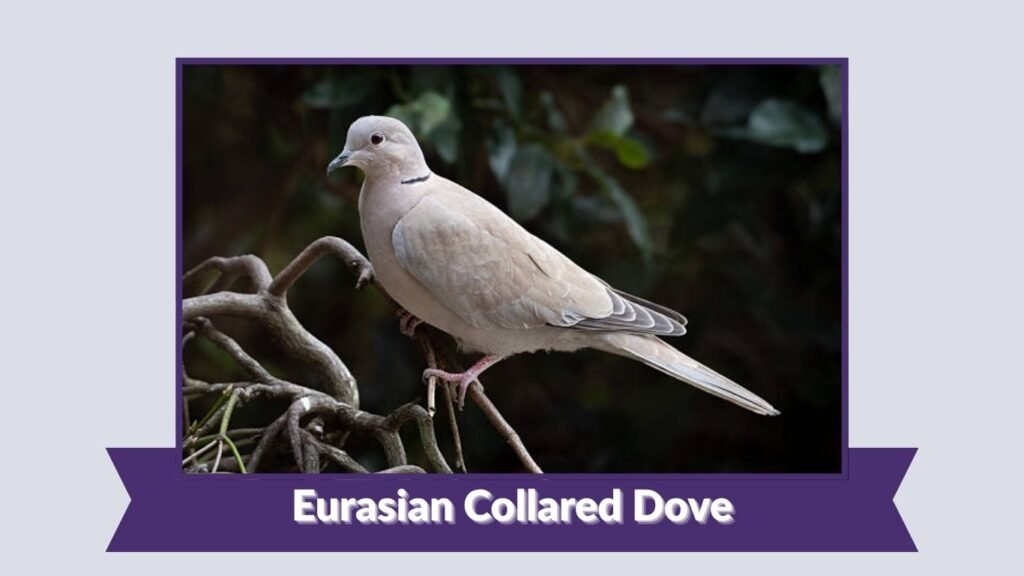 Eurasian Collared Dove
