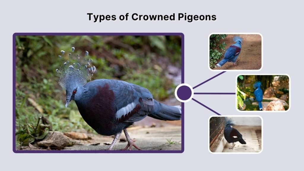 Types of Crowned Pigeons