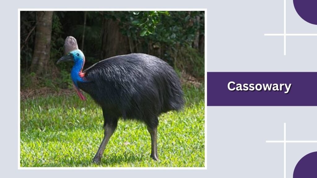 Cassowary