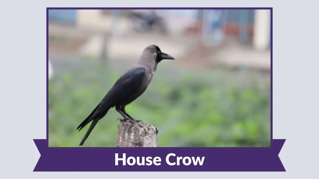 House Crow