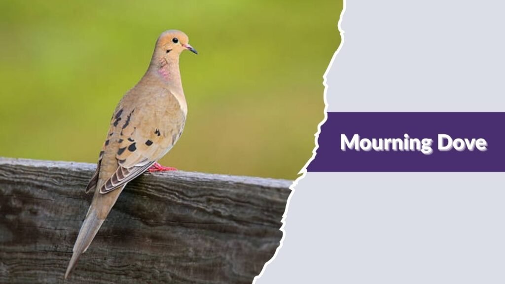 Mourning Dove