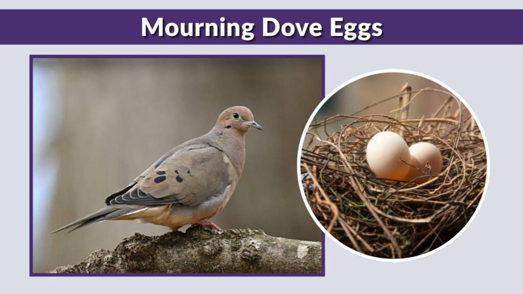 Mourning Dove Eggs