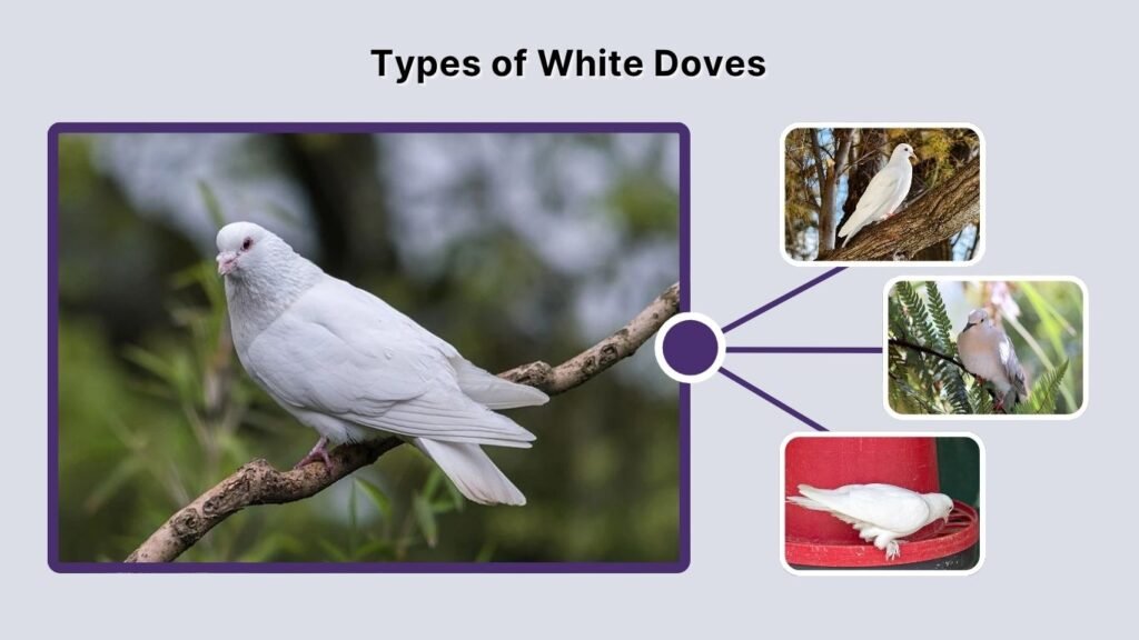 Types of White Doves