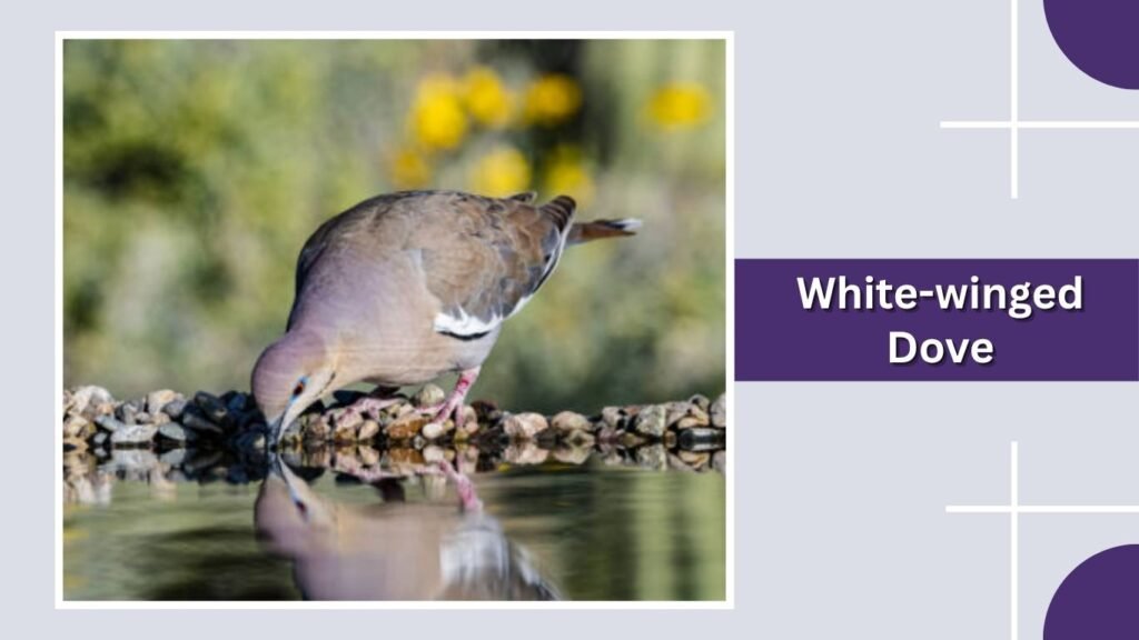 White-winged Dove