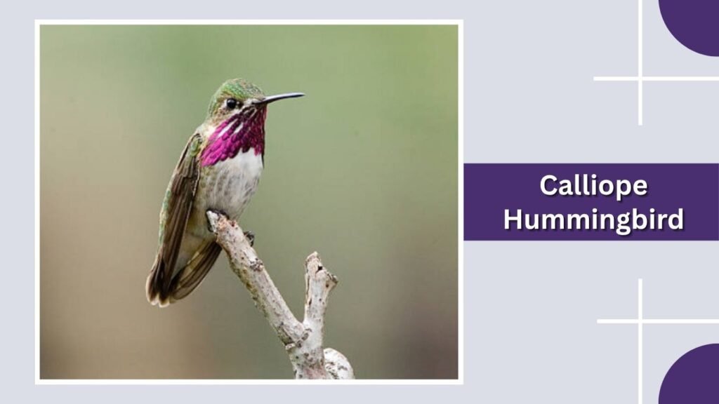 Calliope Hummingbird
