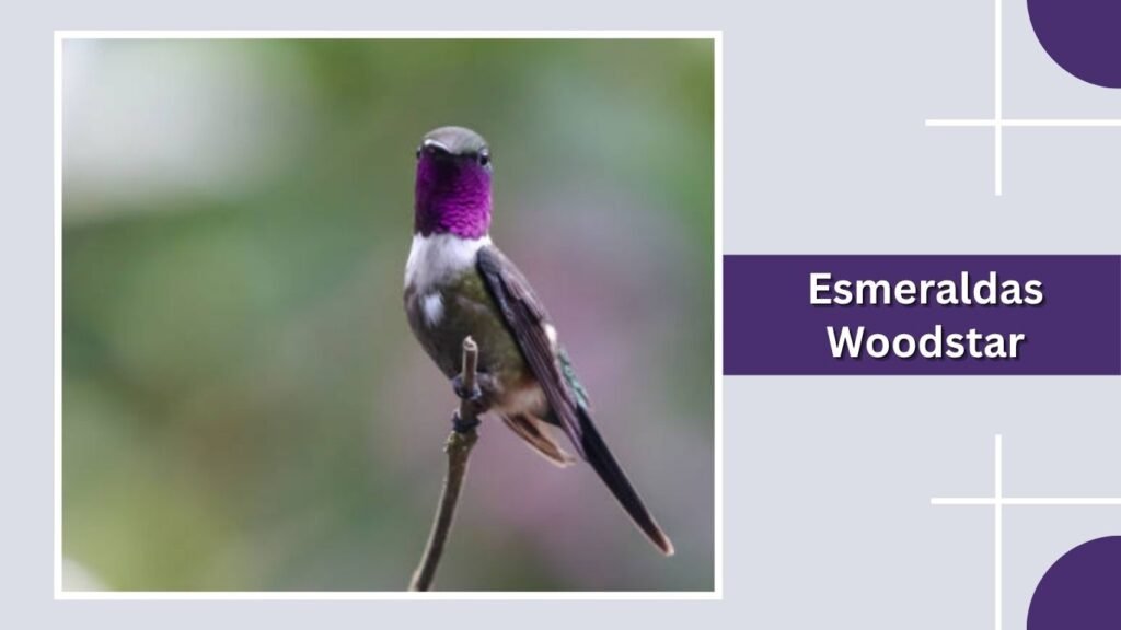  Esmeraldas Woodstar