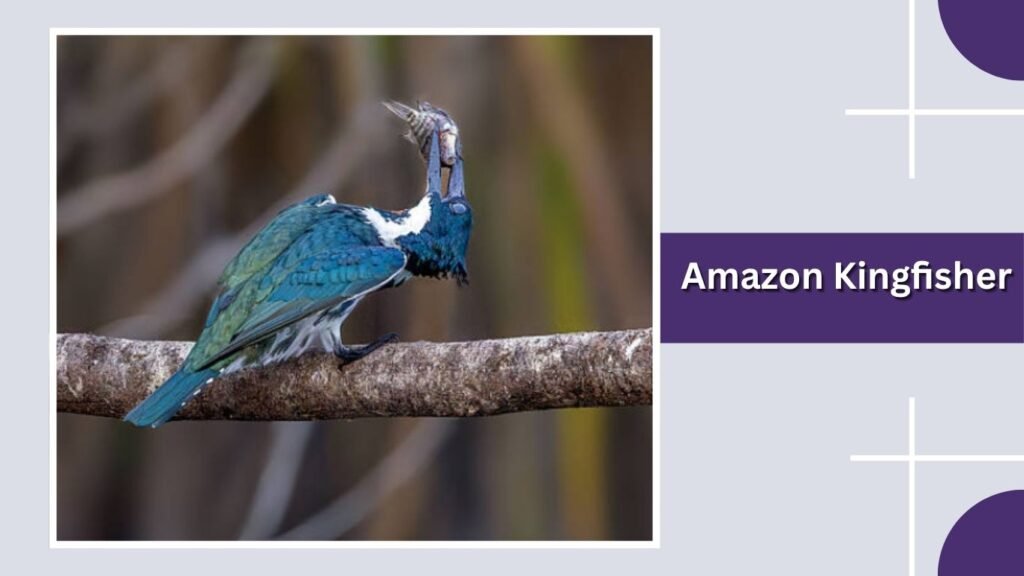  Amazon Kingfisher