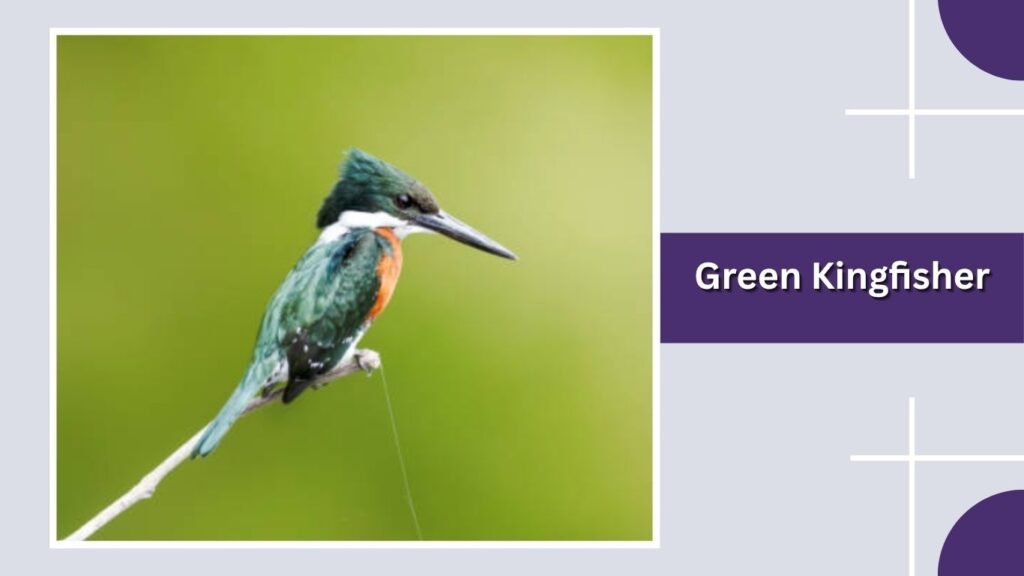 Green Kingfisher