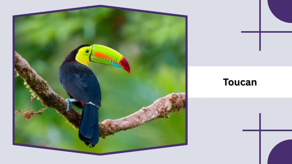 Toucan