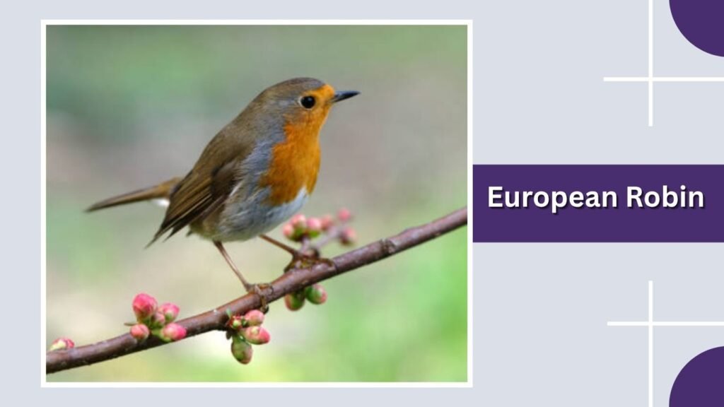  European Robin
