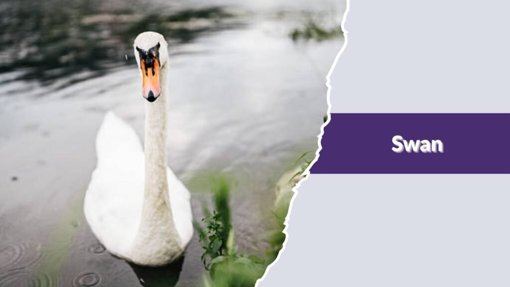Swan