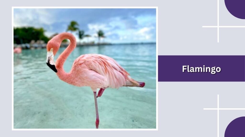 Flamingo