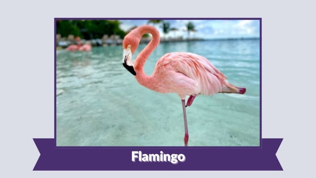 Flamingo