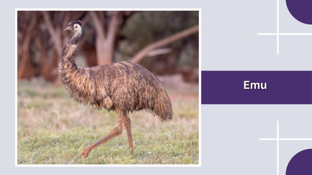  Emu