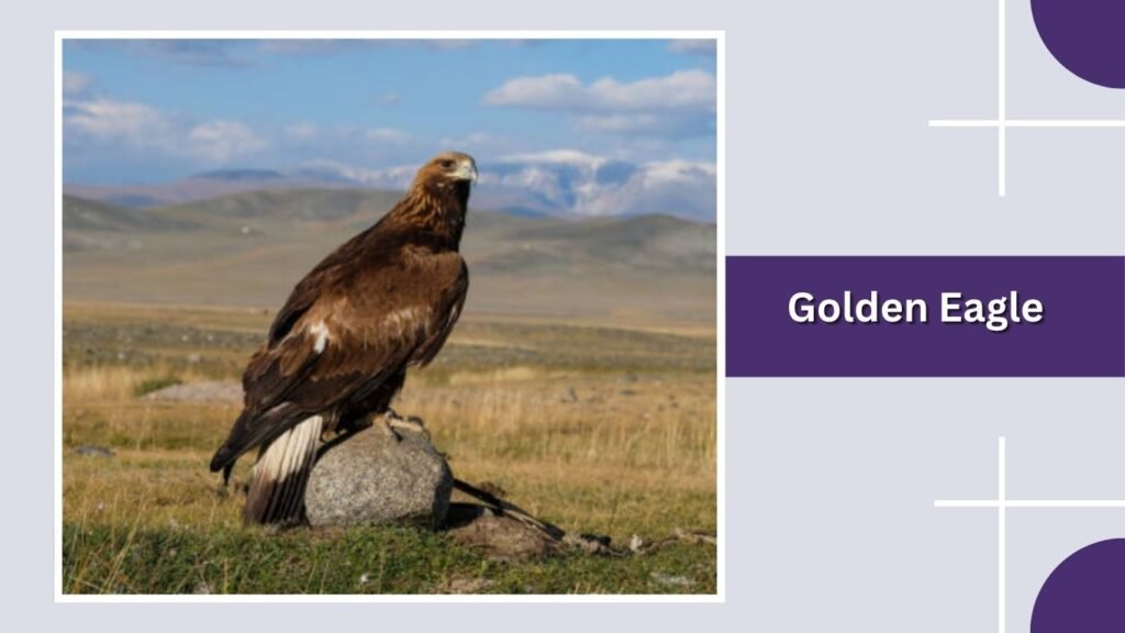 Golden Eagle