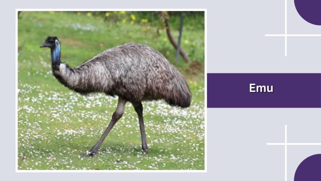  Emu