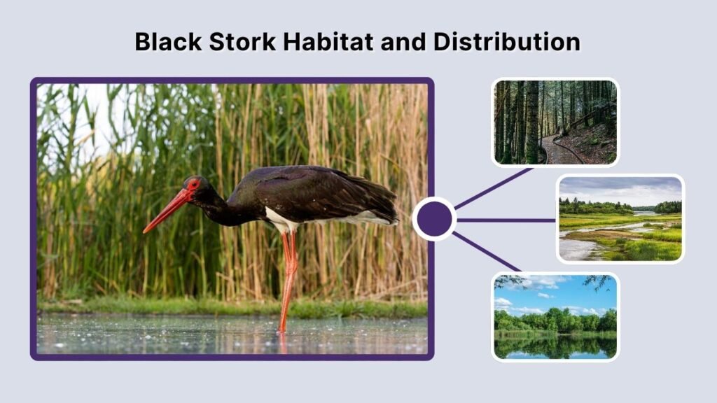 Black Stork Habitat and Distribution
