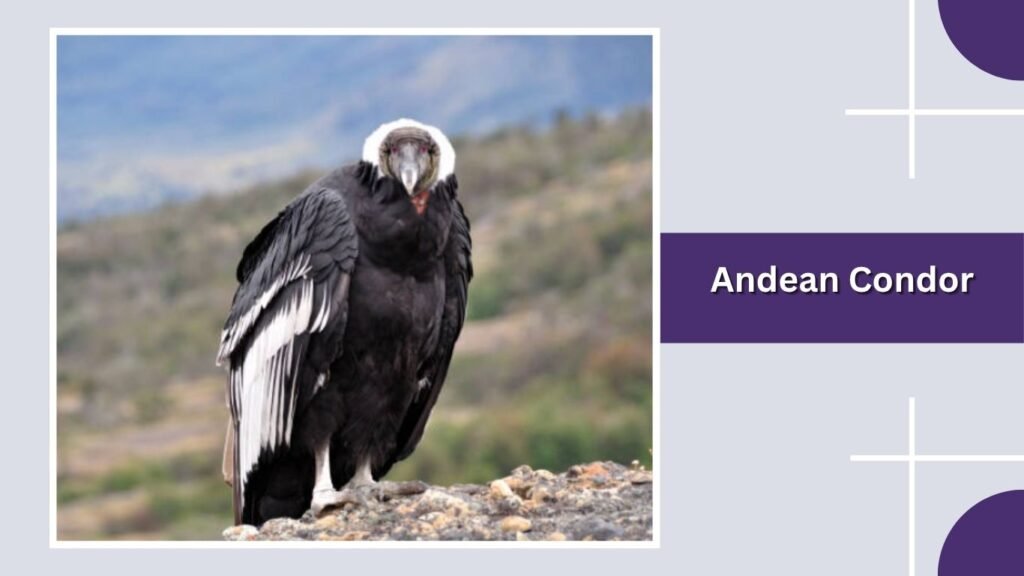 Andean Condor