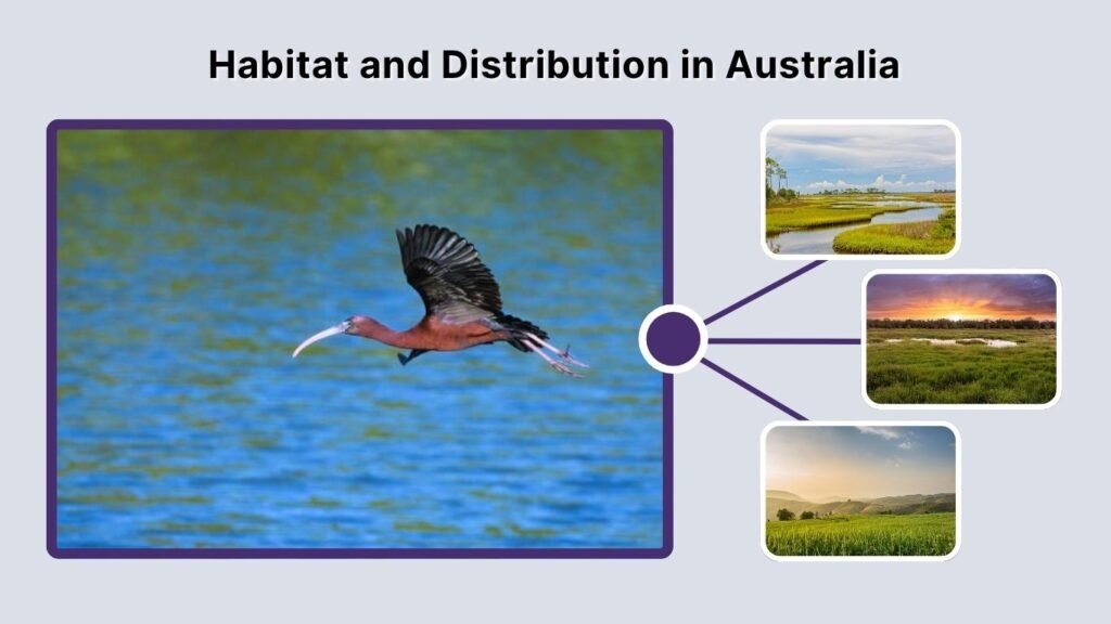 Glossy Ibis Habitat and Range