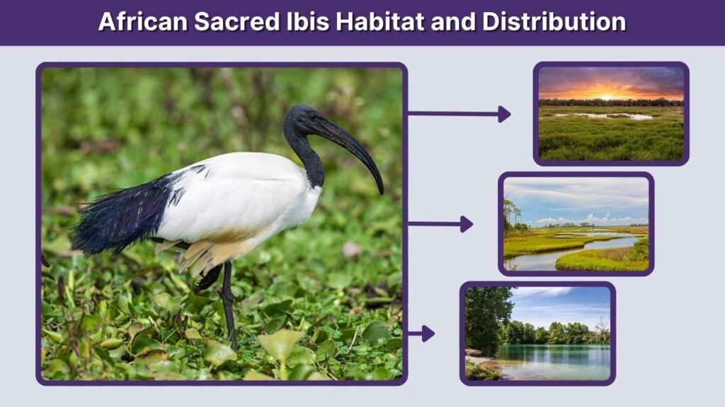 African Sacred Ibis Habitat and Distribution