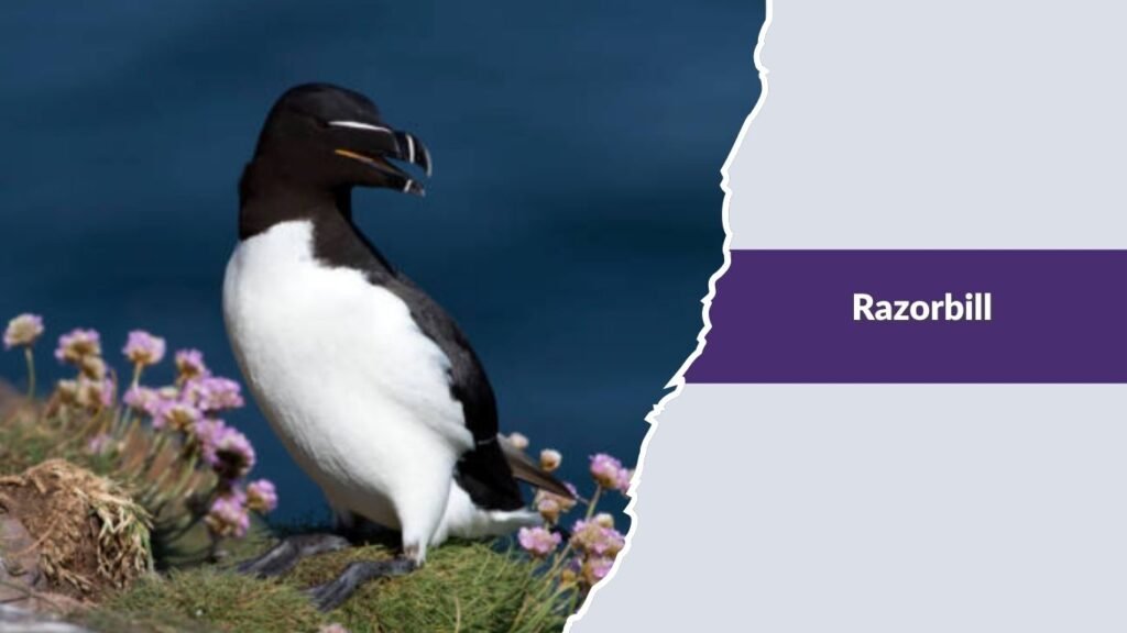  Razorbill