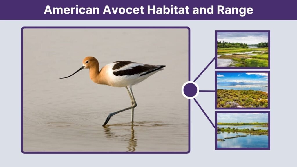 American Avocet Habitat and Range