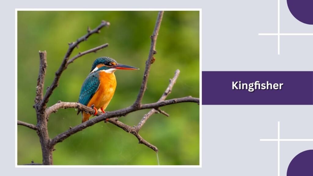 Kingfisher