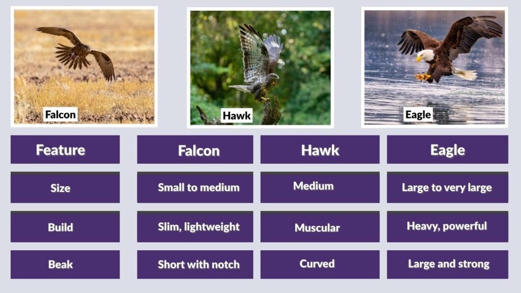 Falcon vs Hawk vs Eagle – Main Differences