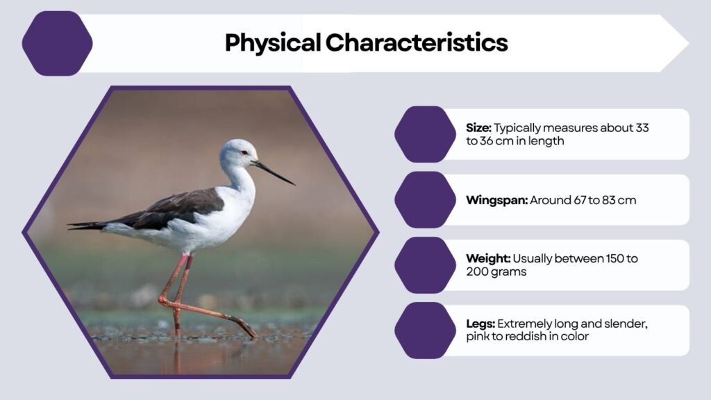 Physical Characteristics