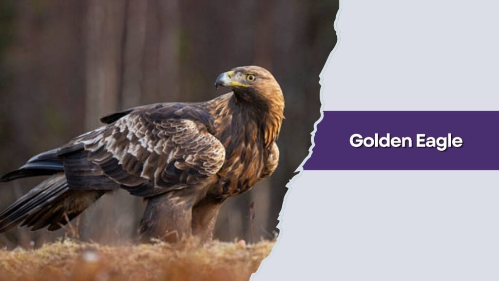 Golden Eagle