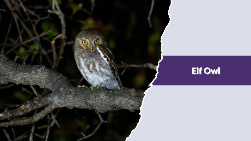 Elf Owl