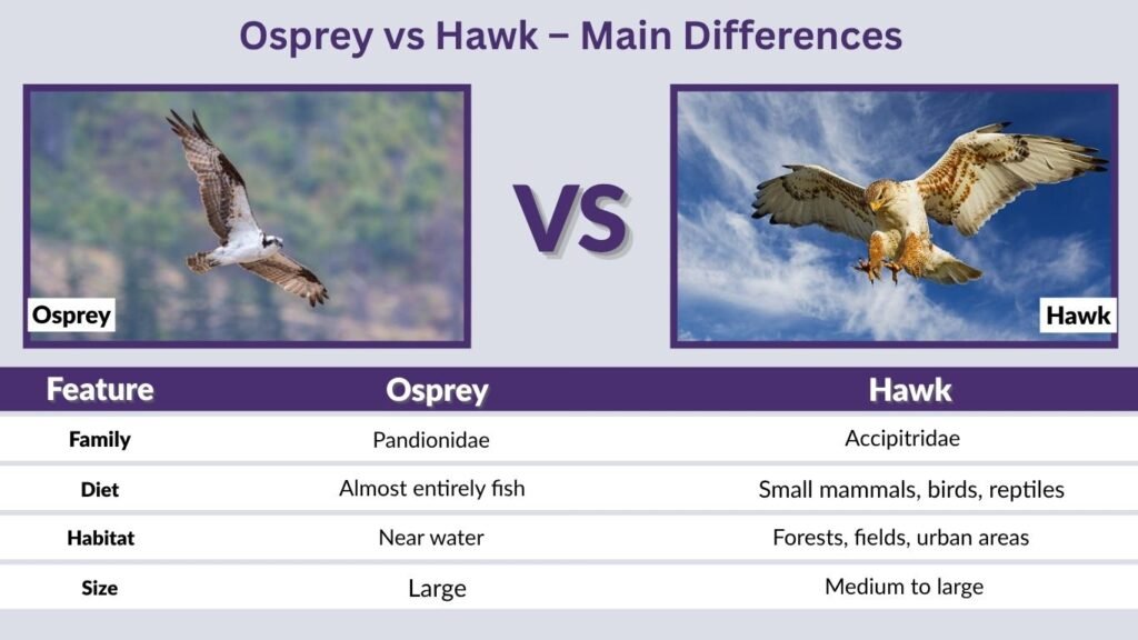 Osprey vs Hawk – Main Differences