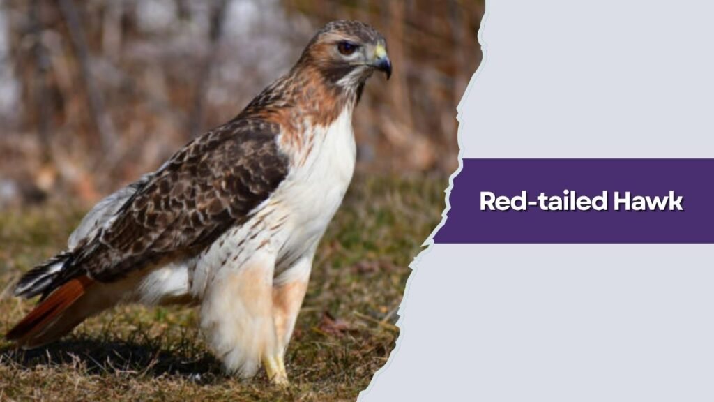 Red-tailed Hawk
