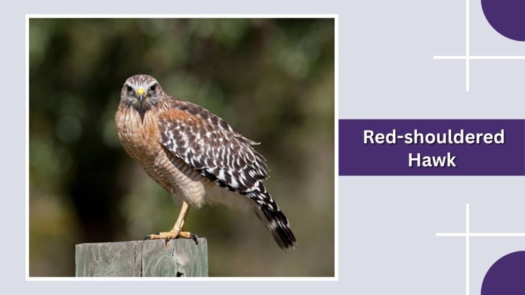  Red-shouldered Hawk