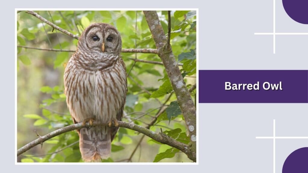 Barred Owl