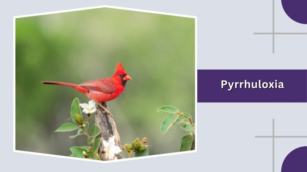Pyrrhuloxia