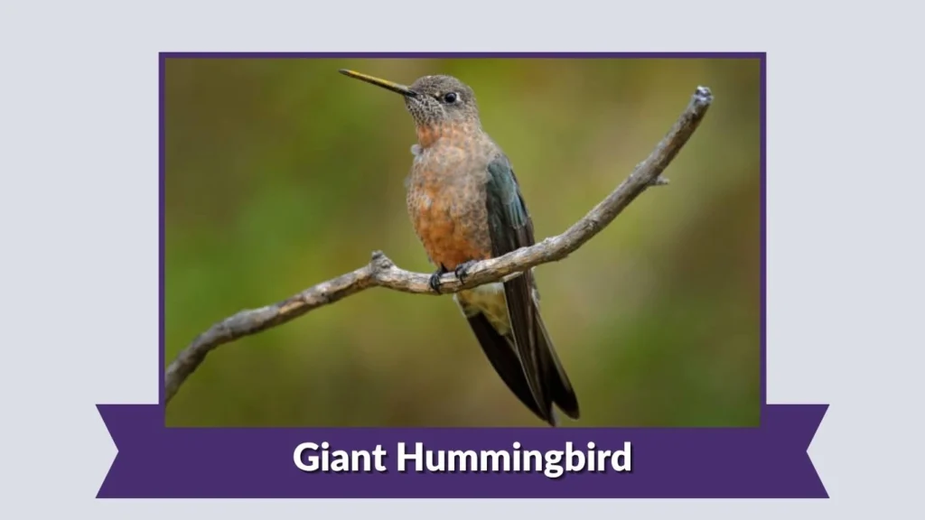 Giant Hummingbird