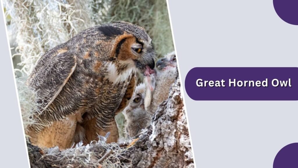 Great Horned Owl