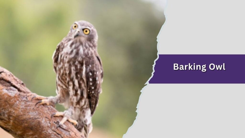 Barking Owl