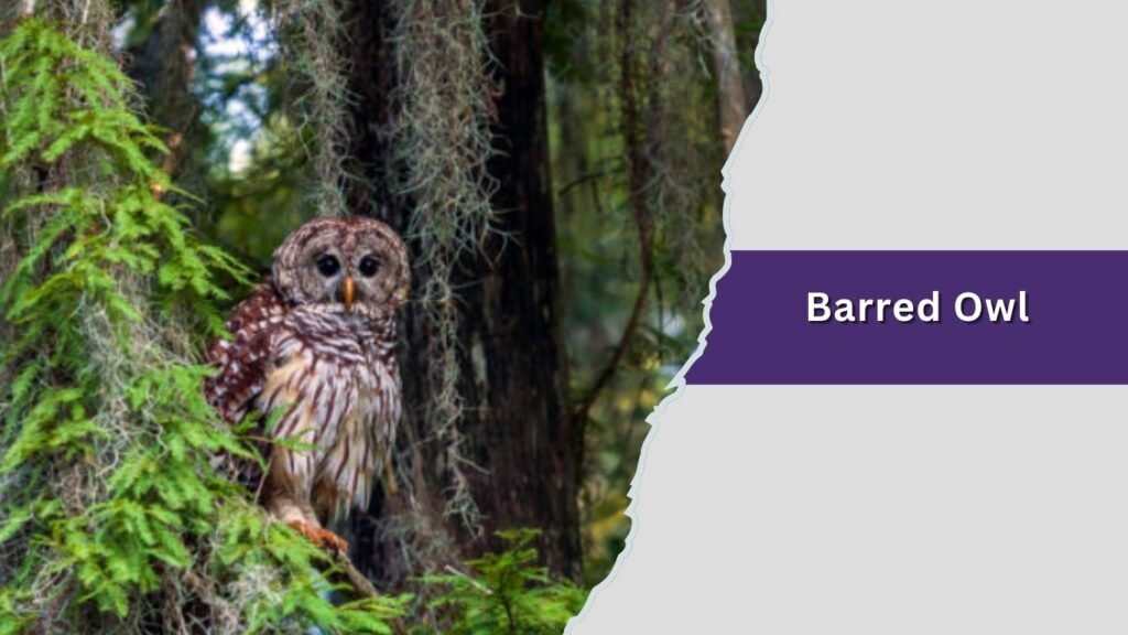 Barred Owl