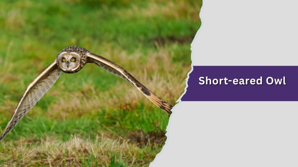 Short-eared Owl