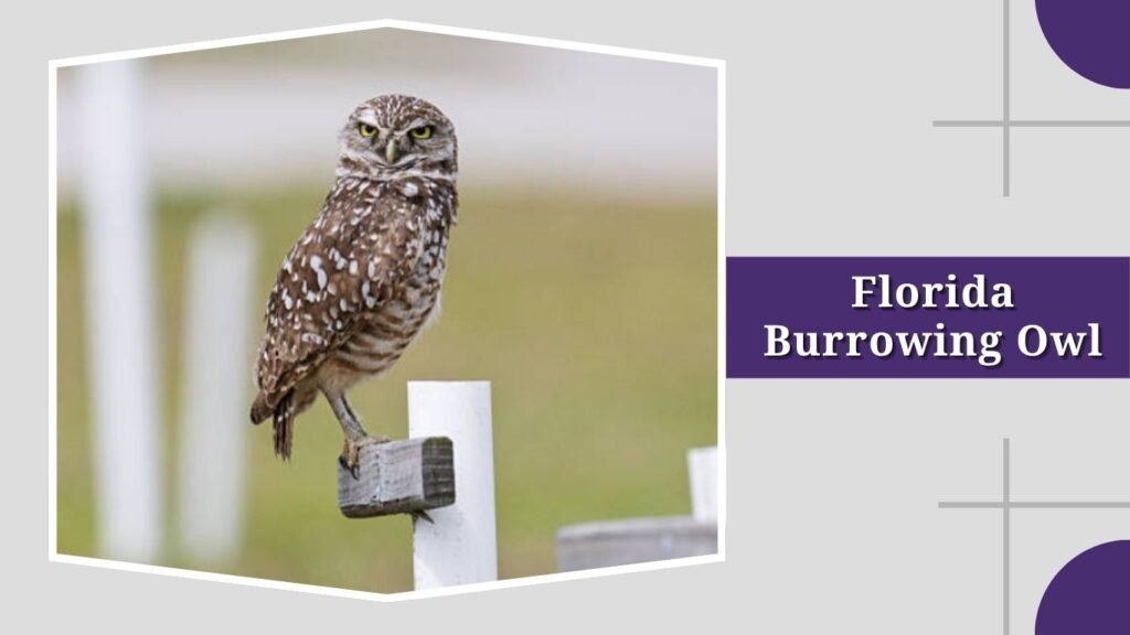 Florida Burrowing Owl